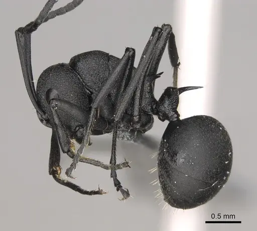 Polyrhachis menelas - CASENT0923235