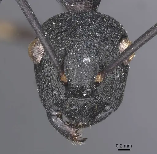 Polyrhachis menozzii specimen