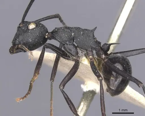 Polyrhachis menozzii specimen