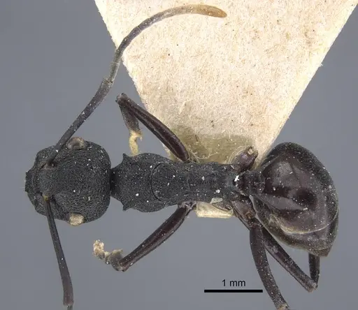 Polyrhachis menozzii - CASENT0917176