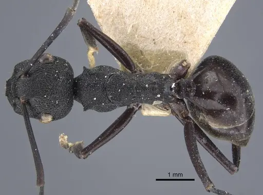 Polyrhachis menozzii - CASENT0917176