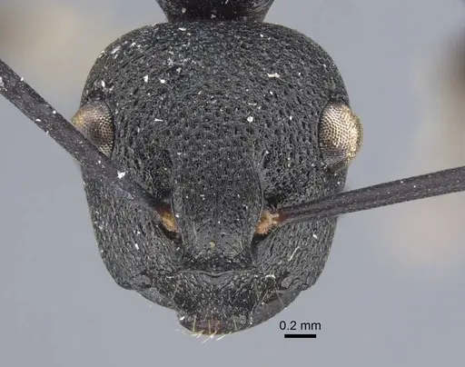 Polyrhachis menozzii - CASENT0917176