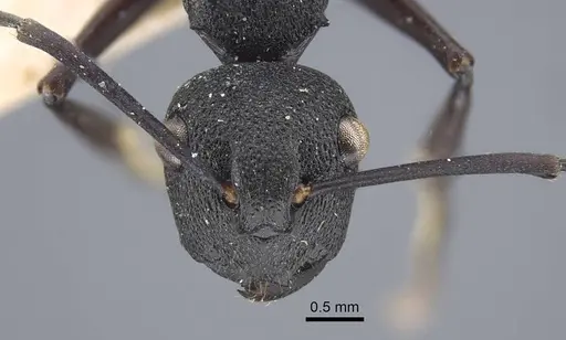 Polyrhachis menozzii - CASENT0917176