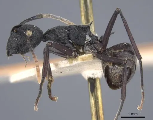 Polyrhachis menozzii - CASENT0917176