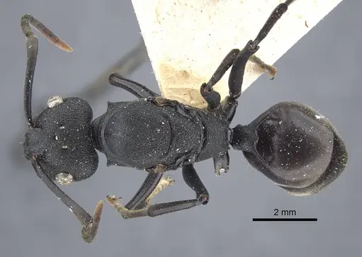 Polyrhachis menozzii - CASENT0917177