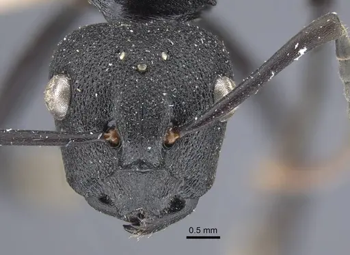 Polyrhachis menozzii - CASENT0917177