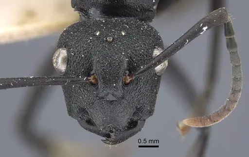 Polyrhachis menozzii - CASENT0917177