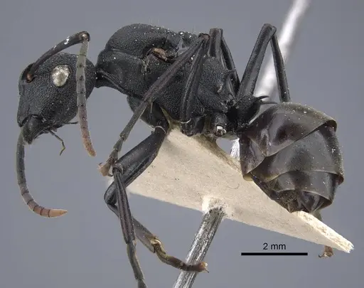 Polyrhachis menozzii - CASENT0917177