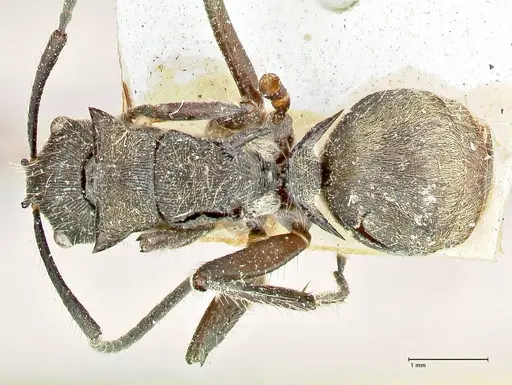 Polyrhachis menozzii - FOCOL2599