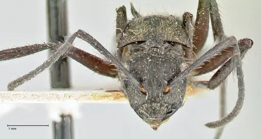 Polyrhachis menozzii - FOCOL2599