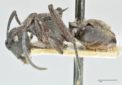 Polyrhachis menozzii - FOCOL2599