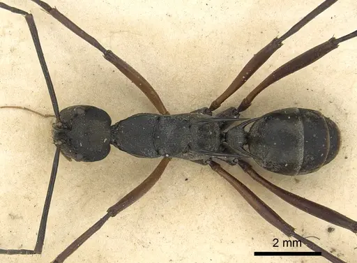 Polyrhachis metella specimen