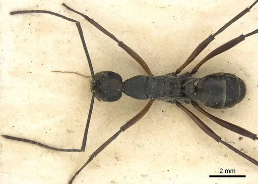 Polyrhachis metella specimen