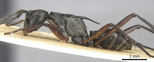 Polyrhachis metella - CASENT0901839