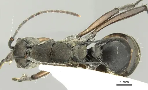 Polyrhachis metella - CASENT0906589