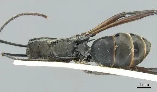 Polyrhachis metella - CASENT0906589