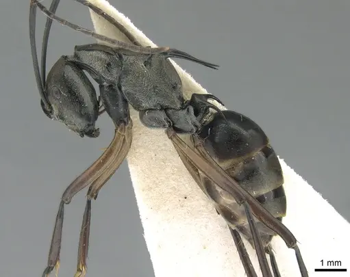 Polyrhachis metella - CASENT0906589