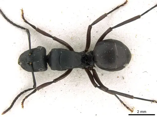 Polyrhachis micans specimen
