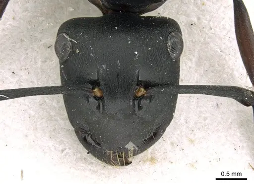 Polyrhachis micans specimen