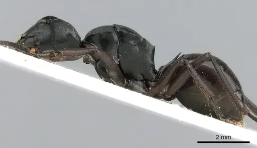 Polyrhachis micans specimen