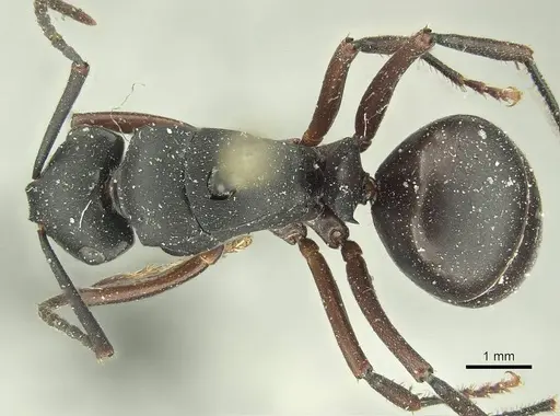 Polyrhachis micans - CASENT0915616