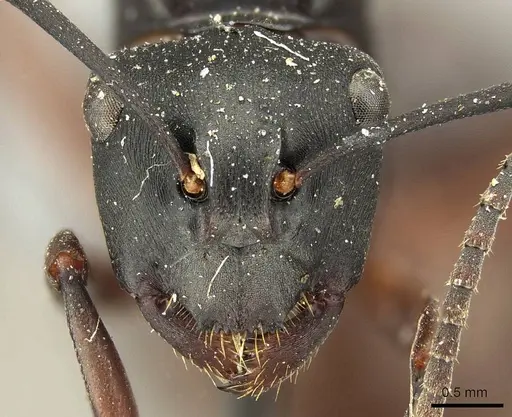 Polyrhachis micans - CASENT0915616
