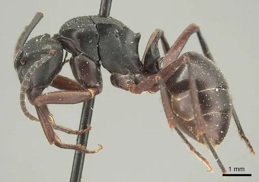 Polyrhachis micans - CASENT0915616