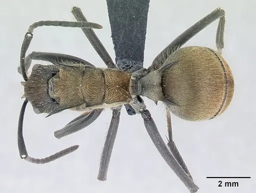 Polyrhachis militaris specimen