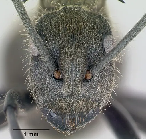 Polyrhachis militaris specimen