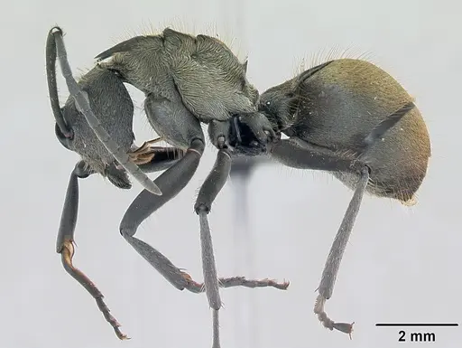 Polyrhachis militaris specimen