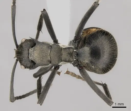 Polyrhachis militaris - CASENT0227543