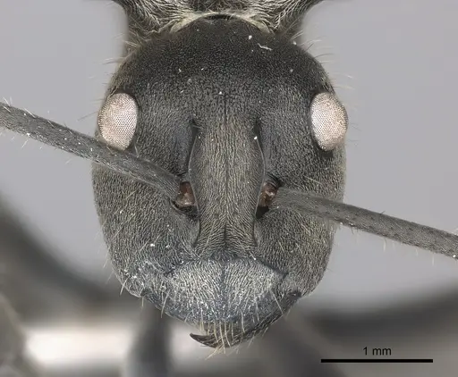 Polyrhachis militaris - CASENT0227543