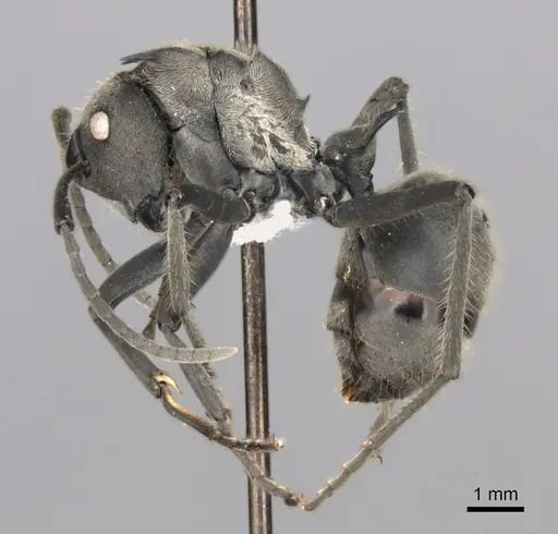 Polyrhachis militaris - CASENT0227543