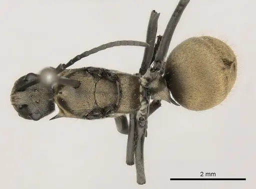 Polyrhachis militaris - CASENT0227546