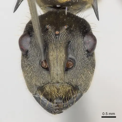 Polyrhachis militaris - CASENT0227546