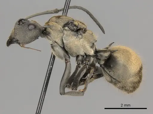 Polyrhachis militaris - CASENT0227546