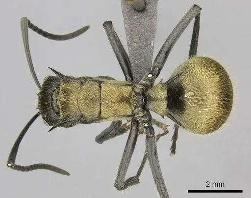 Polyrhachis militaris - CASENT0235673