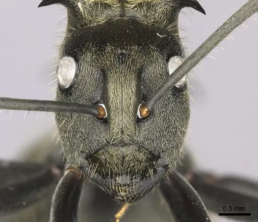 Polyrhachis militaris - CASENT0235673