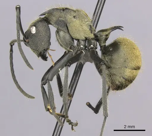 Polyrhachis militaris - CASENT0235673