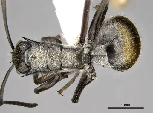 Polyrhachis militaris - CASENT0281452
