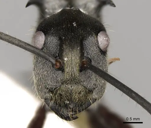 Polyrhachis militaris - CASENT0281452