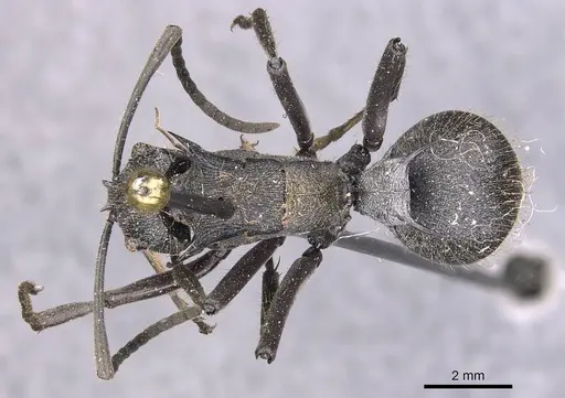 Polyrhachis militaris - CASENT0905628