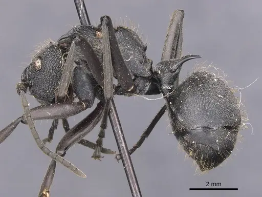 Polyrhachis militaris - CASENT0905628