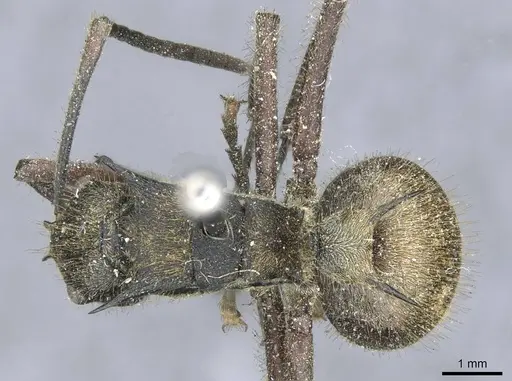 Polyrhachis militaris - CASENT0910906