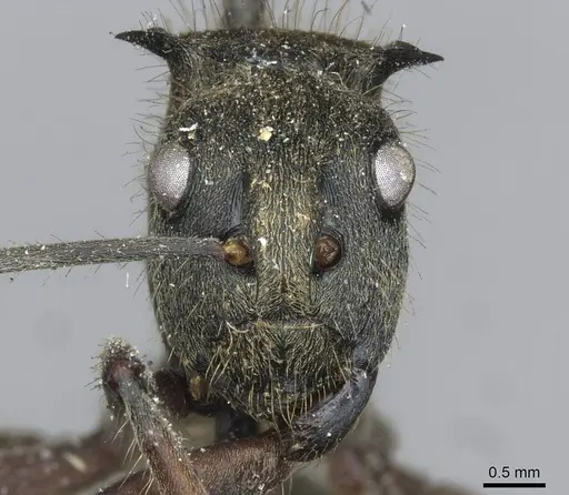 Polyrhachis militaris - CASENT0910906