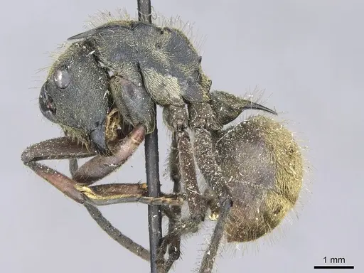 Polyrhachis militaris - CASENT0910906