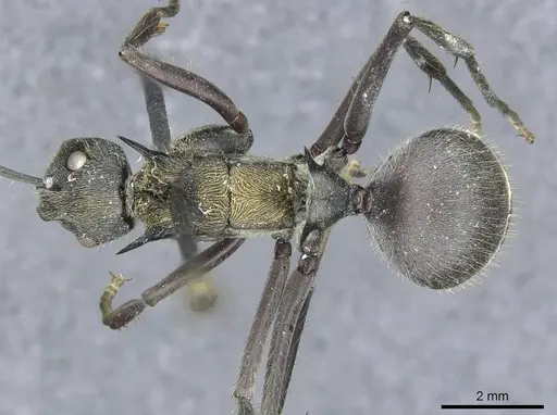 Polyrhachis militaris - CASENT0910907