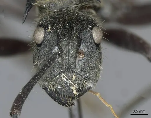 Polyrhachis militaris - CASENT0910907