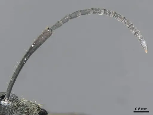 Polyrhachis militaris - CASENT0910907