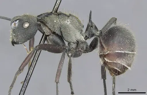 Polyrhachis militaris - CASENT0910907